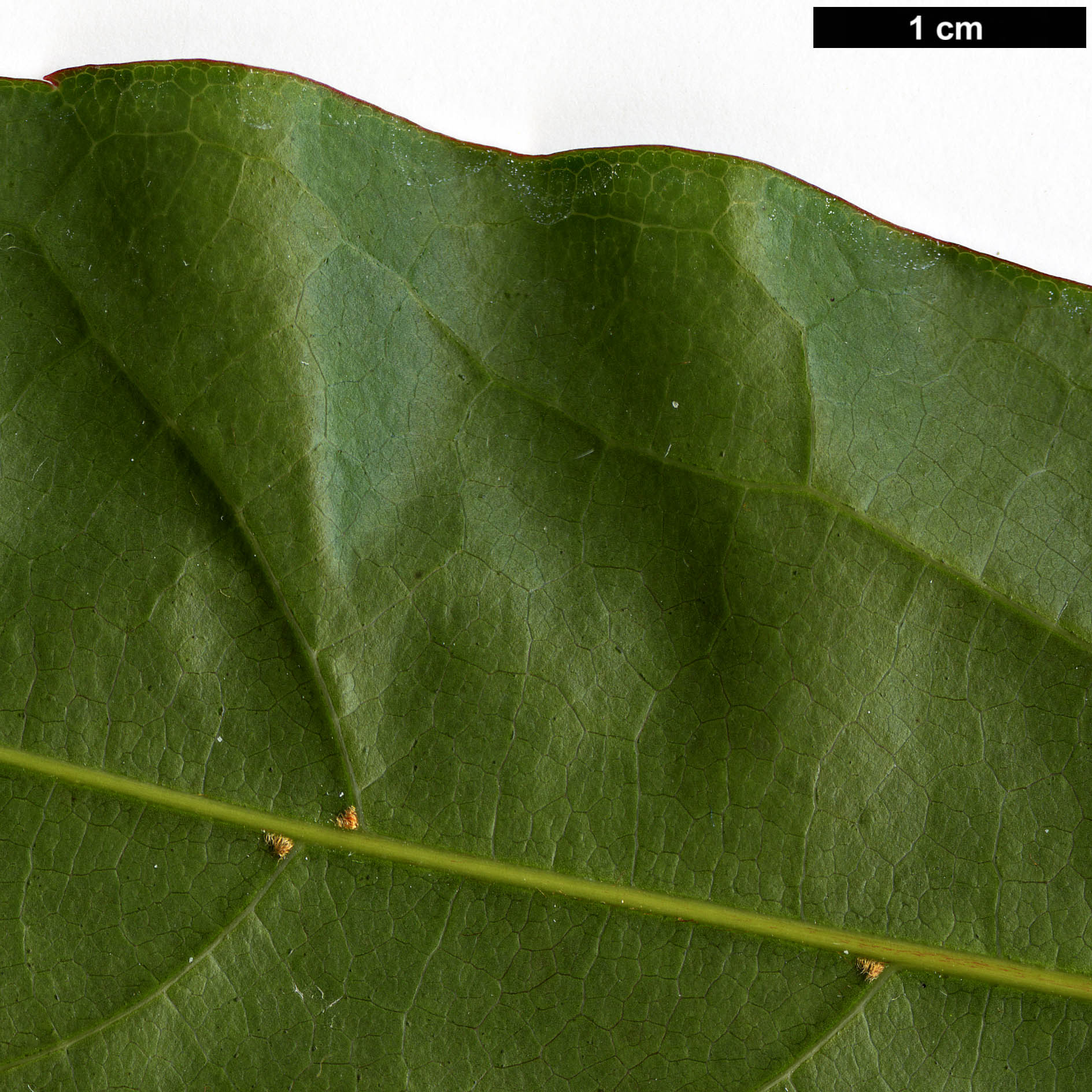 High resolution image: Family: Sapindaceae - Genus: Acer - Taxon: laevigatum